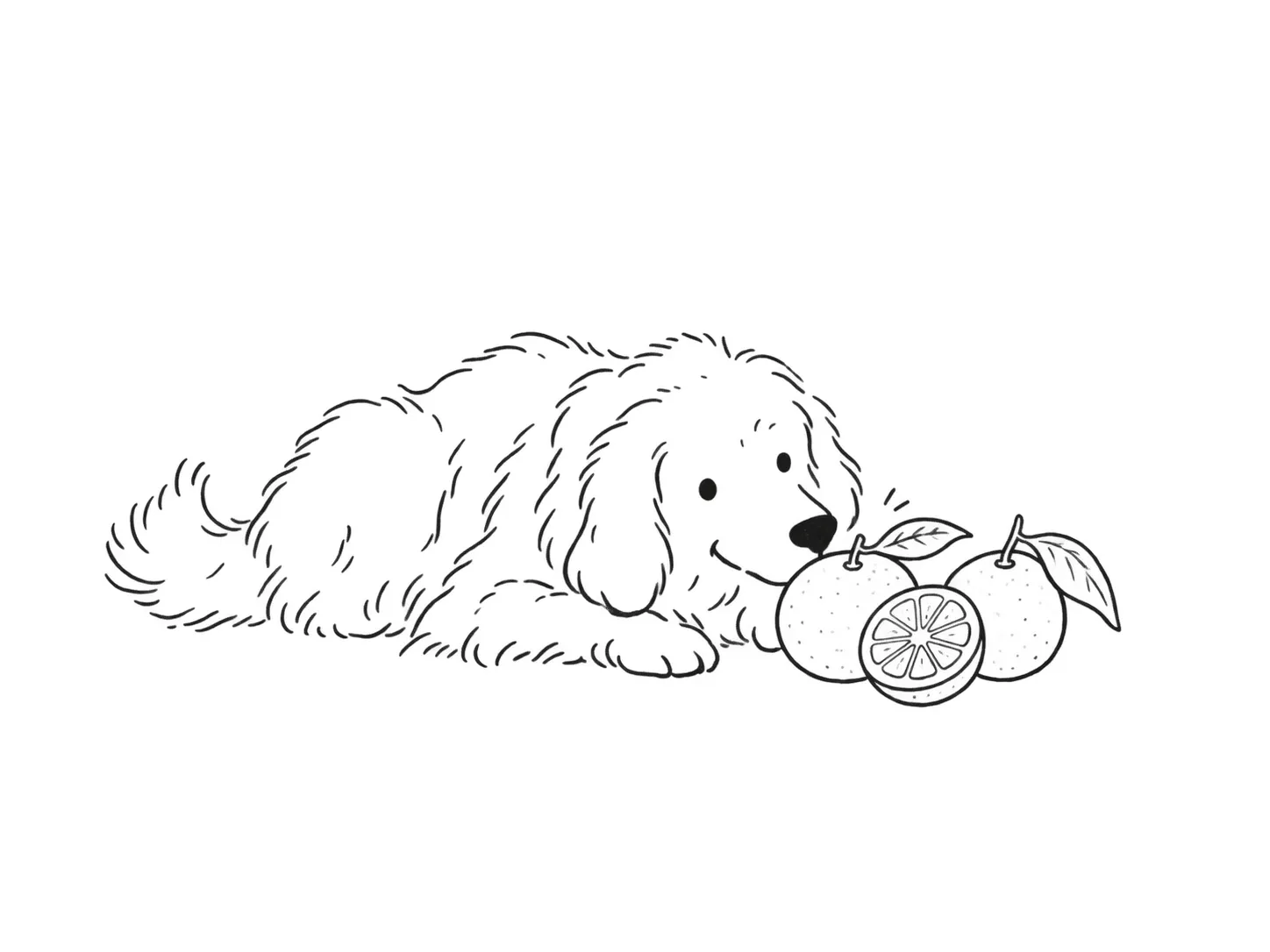 かぼすのそばに伏せる犬の線画